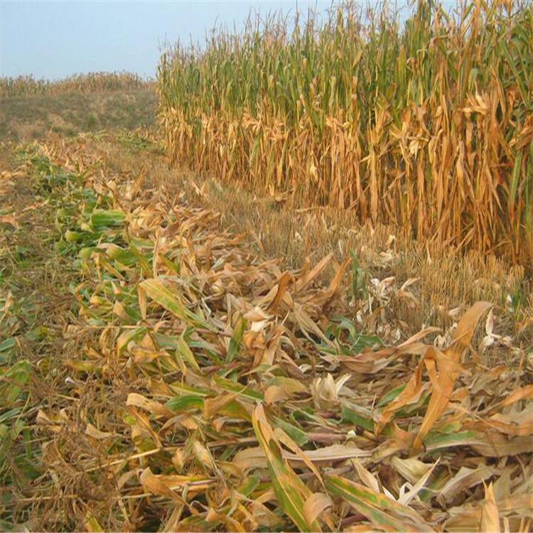 過去秸稈作為燃料 生物質香蕉福利导航械