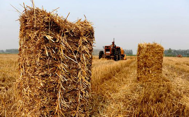 農林剩餘物是寶貴的生物質資源 生物質香蕉福利导航械