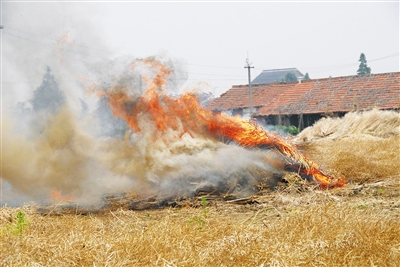 農林廢棄物焚燒 生物質香蕉福利导航械