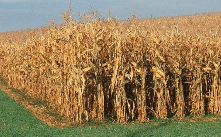 生物質香蕉福利导航械