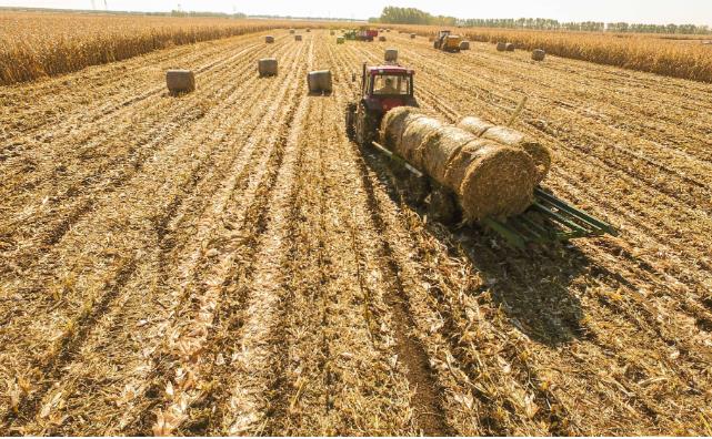 生物質香蕉福利导航原料