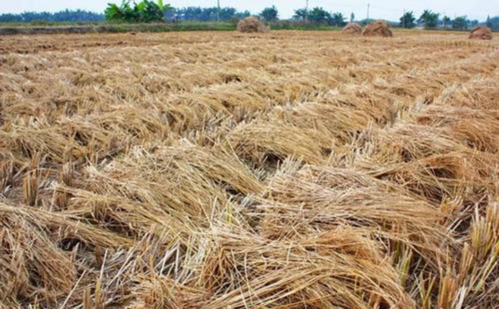 在湖南，每年小麥的收割季的時候，秸稈焚燒的問題都令大香蕉在线播放頭疼，到底有沒有更加科學合理的方式來解決秸稈問題呢？