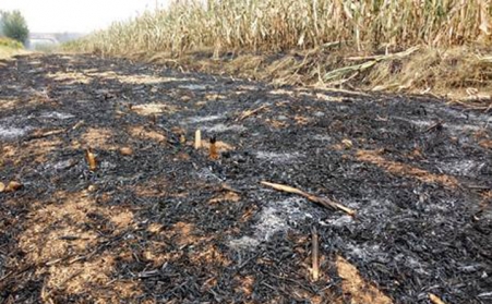 秸稈香蕉福利导航增加秸稈利用渠道，減少秸稈亂燒現象