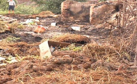 生物質香蕉福利导航能有效解決畜禽糞便的汙染問題