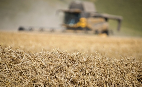 看這裏！了解木屑香蕉福利导航如何利用廢棄物