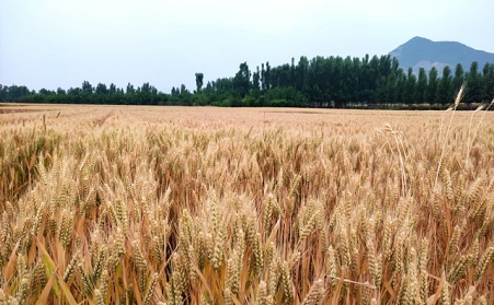 分析我國生物質能源有哪些利用？