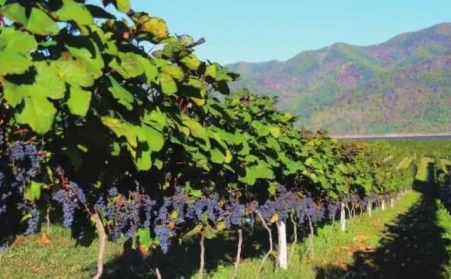 果樹枝可以製作燃燒顆粒嗎？需要用哪種生物質香蕉福利导航？