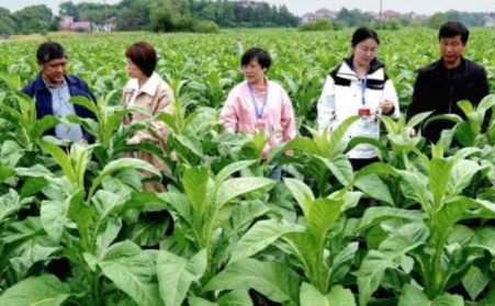 江西吉安：生物質烘烤 “點燃” 煙葉產業綠色轉型之路